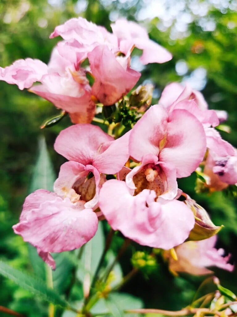 Fleurs roses